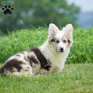 Lucas, Pembroke Welsh Corgi Puppy
