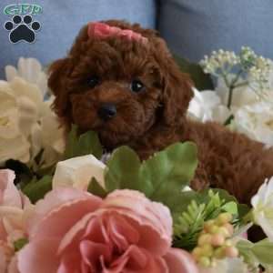 Harper, Toy Poodle Puppy