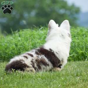 Lucas, Pembroke Welsh Corgi Puppy