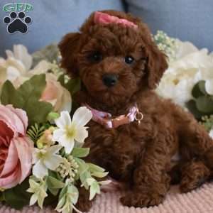 Harper, Toy Poodle Puppy