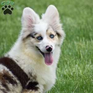 Lucas, Pembroke Welsh Corgi Puppy