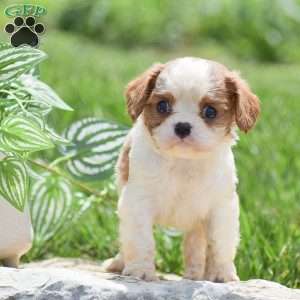 Buster, Cavalier King Charles Spaniel Puppy