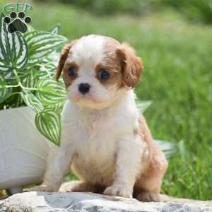 Buster, Cavalier King Charles Spaniel Puppy