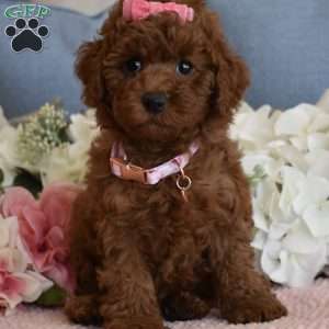 Harper, Toy Poodle Puppy