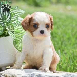 Buster, Cavalier King Charles Spaniel Puppy