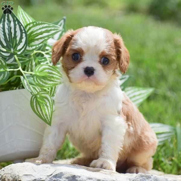 Buster, Cavalier King Charles Spaniel Puppy