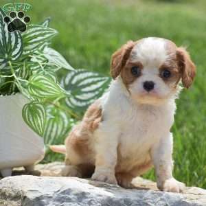Buster, Cavalier King Charles Spaniel Puppy
