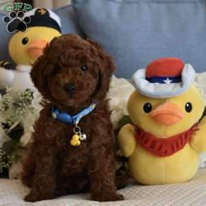 Chester, Toy Poodle Puppy