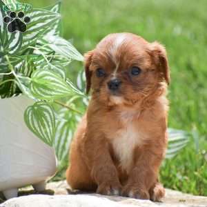 Benny, Cavalier King Charles Spaniel Puppy