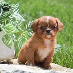 Benny, Cavalier King Charles Spaniel Puppy