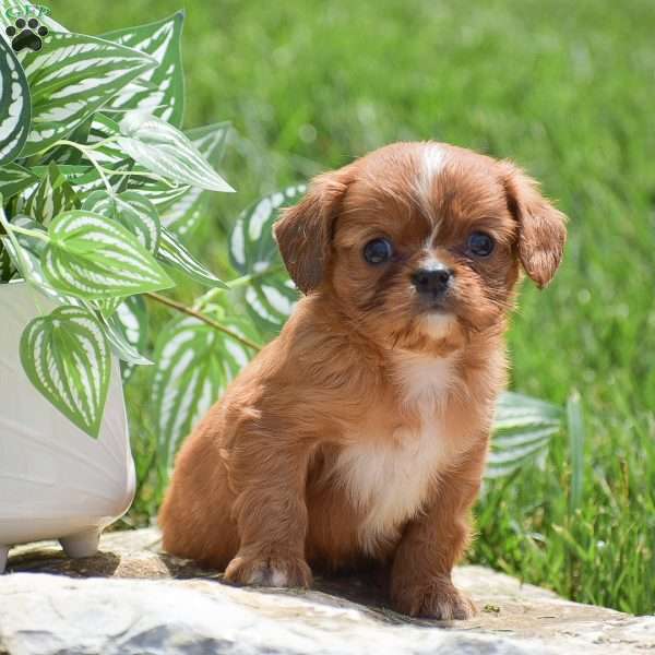 Benny, Cavalier King Charles Spaniel Puppy