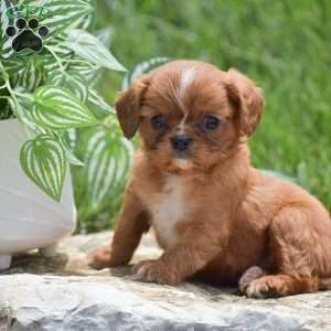 Benny, Cavalier King Charles Spaniel Puppy