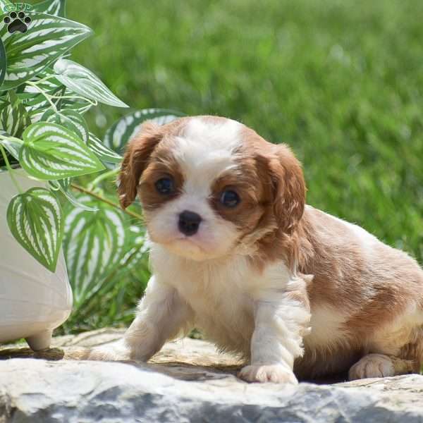 Bella, Cavalier King Charles Spaniel Puppy