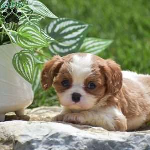 Bella, Cavalier King Charles Spaniel Puppy