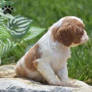 Bella, Cavalier King Charles Spaniel Puppy
