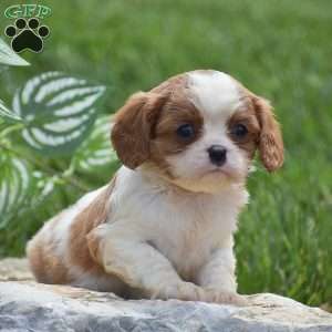 Bella, Cavalier King Charles Spaniel Puppy