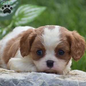 Bella, Cavalier King Charles Spaniel Puppy