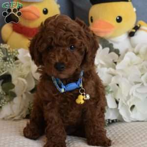 Chester, Toy Poodle Puppy