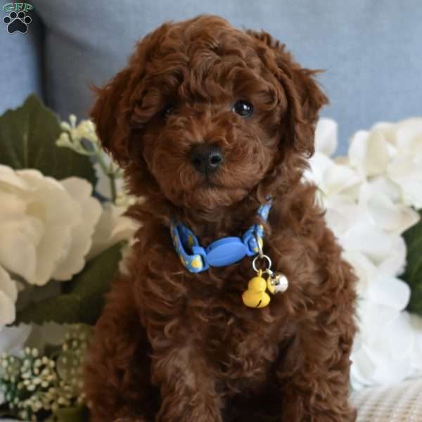 Chester, Toy Poodle Puppy