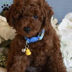 Chester, Toy Poodle Puppy