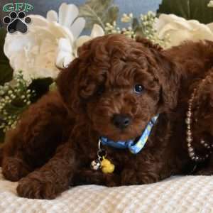 Chester, Toy Poodle Puppy