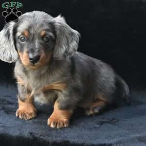 Pearl, Dachshund Puppy