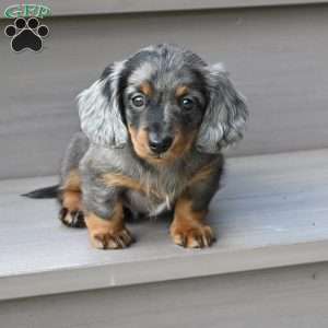 Pearl, Dachshund Puppy