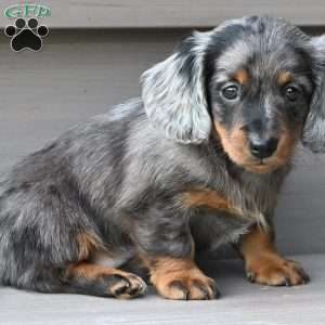 Pearl, Dachshund Puppy