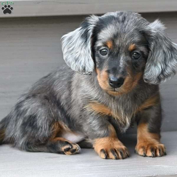 Pearl, Dachshund Puppy