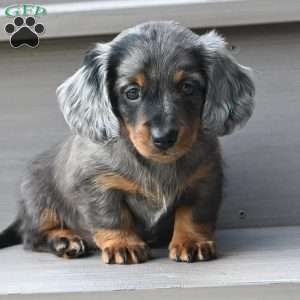 Pearl, Dachshund Puppy