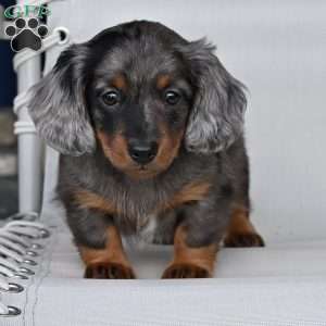 Pearl, Dachshund Puppy