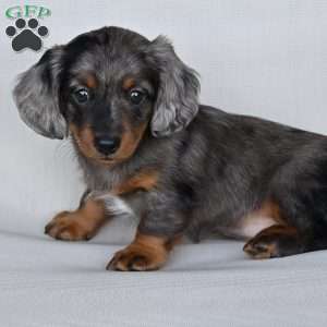 Pearl, Dachshund Puppy