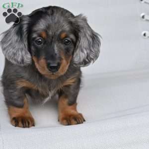 Pearl, Dachshund Puppy