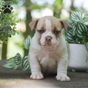 Angus, Olde English Bulldogge Puppy