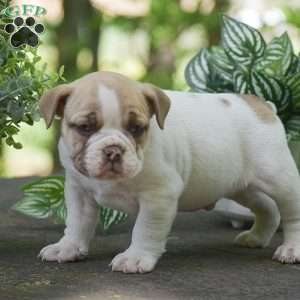 Angus, Olde English Bulldogge Puppy