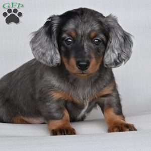 Pearl, Dachshund Puppy