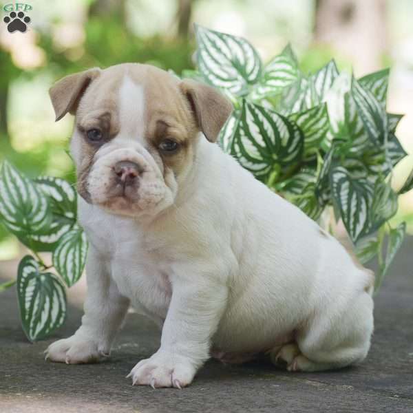 Angus, Olde English Bulldogge Puppy