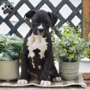 Weiler, Boxer Puppy