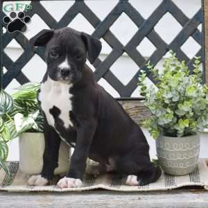 Weiler, Boxer Puppy