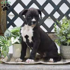 Weiler, Boxer Puppy