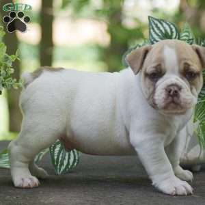 Angus, Olde English Bulldogge Puppy