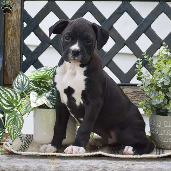 Weiler, Boxer Puppy