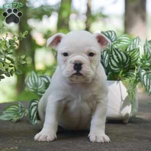 Apple, Olde English Bulldogge Puppy