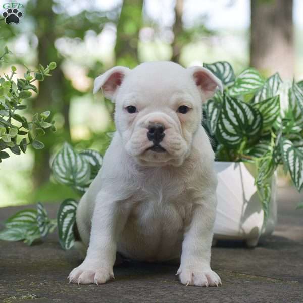 Apple, Olde English Bulldogge Puppy