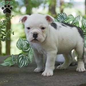 Apple, Olde English Bulldogge Puppy