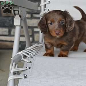 Rowdy, Dachshund Puppy