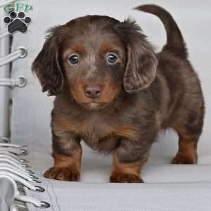 Rowdy, Dachshund Puppy