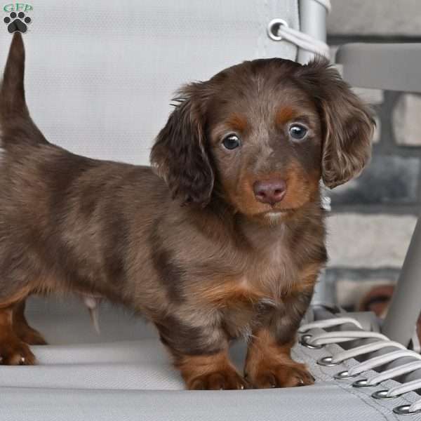 Rowdy, Dachshund Puppy