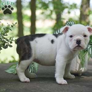 Apple, Olde English Bulldogge Puppy