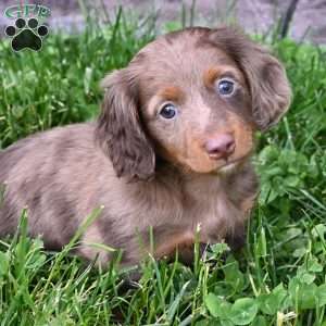 Rowdy, Dachshund Puppy